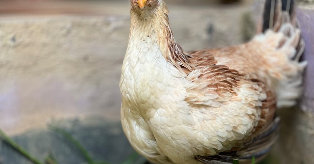 7 Surprising Facts About How Much a Chick-fil-A Chicken Biscuit Costs